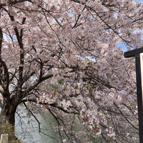 彦根城　お堀の桜