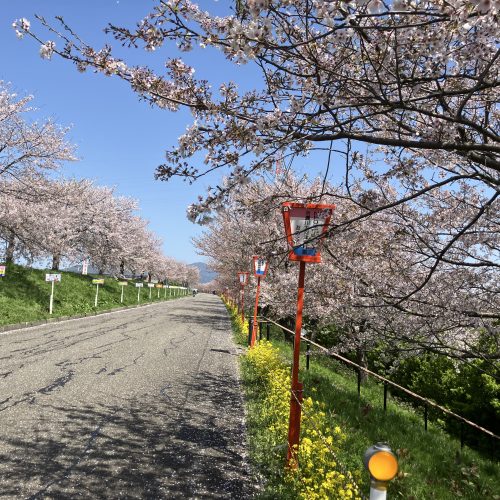 新潟　「大河津分水桜並木」